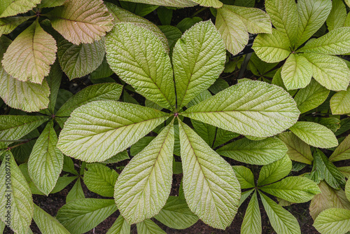Close up on a leaves of Rodgersia aesculifolia plant photo