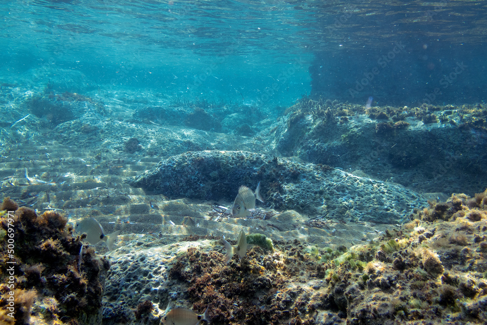 Fototapeta premium Ionian Sea, Zakynthos island, Greece, Europe. Traveling concept background. Aquatic wildlife in the water. Scuba diving with marine animal.Underwater photography from snorkeling with fish.