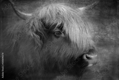 Portrait of a scottish Highland Cattle cow from Scotland in black and white with textture in the background 