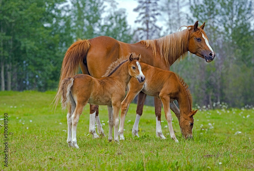 Arabian Horse with two foals in the green spring meadow. 