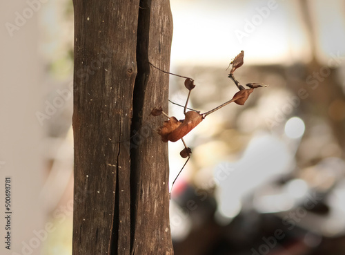 On the block stick insects. with blur background