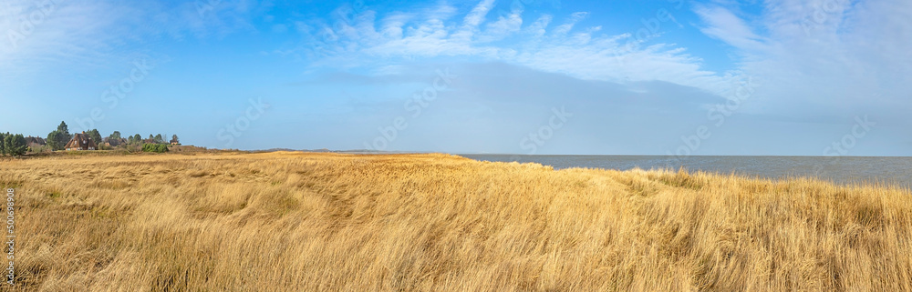 read grass landscape at sylt with view to ocean