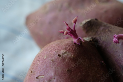Re-grow buds sweet potato 