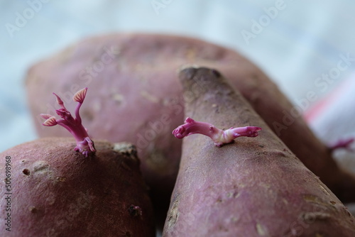 Re-grow buds sweet potato 