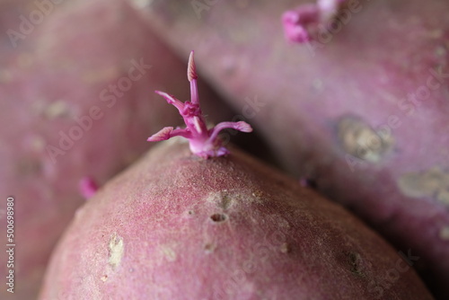 Re-grow buds sweet potato 