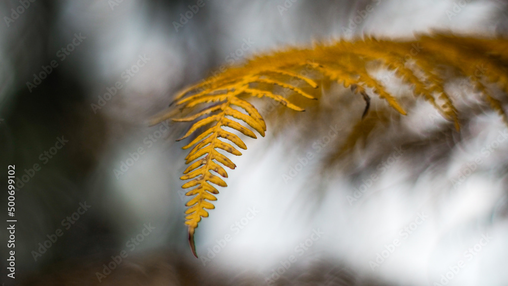 Macro de feuilles de fougère jaunes, à l'approche de l'automne Macro de feuilles de fougère jaunes, à l'approche de l'automne