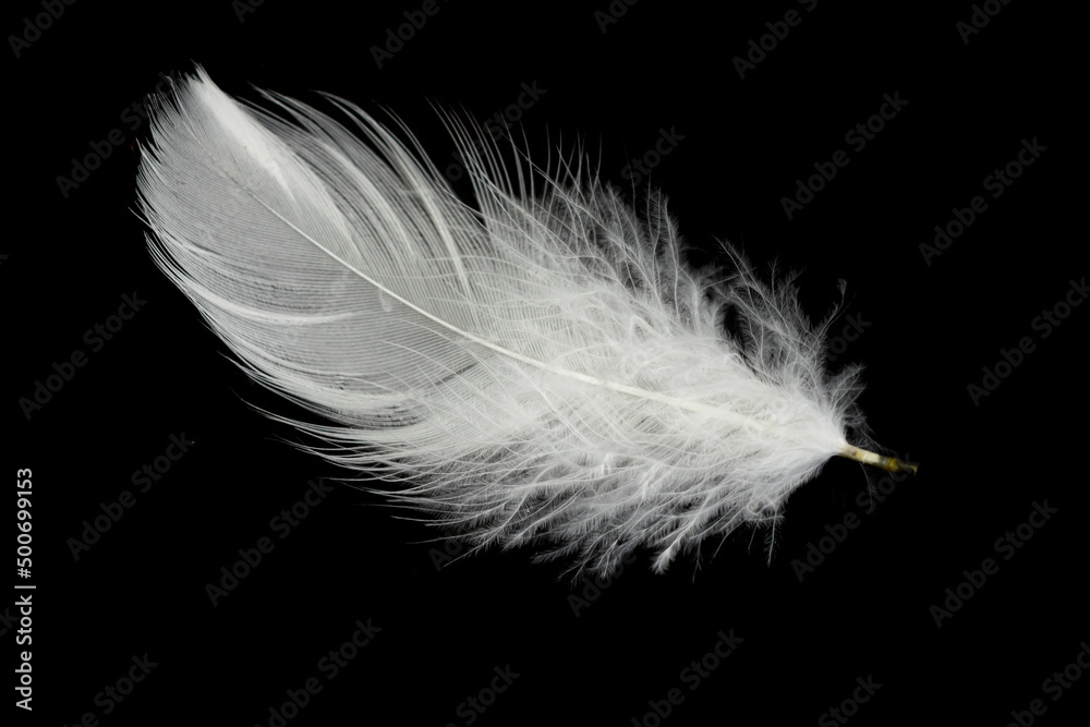 white feather of a goose on a black background