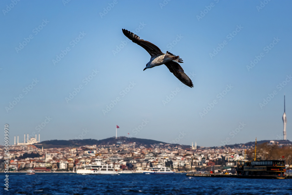 A white seagull, spreading its wings, flies over Istanbul and Bosphorus landscape. A white seagull, spreading its wings, flies over Istanbul and Bosphorus landscape.