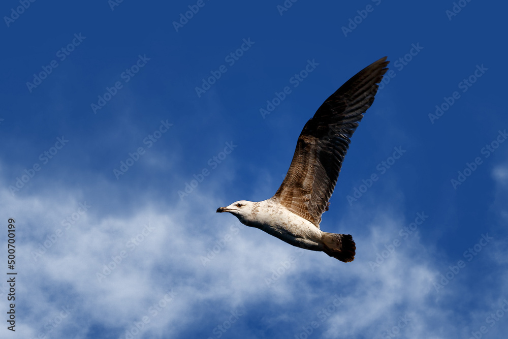 A seagull soars overhead in a blue sky.