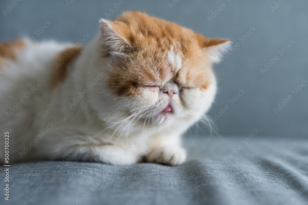 yellow Exotic shorthair cat sleep or nap on gray sofa bed