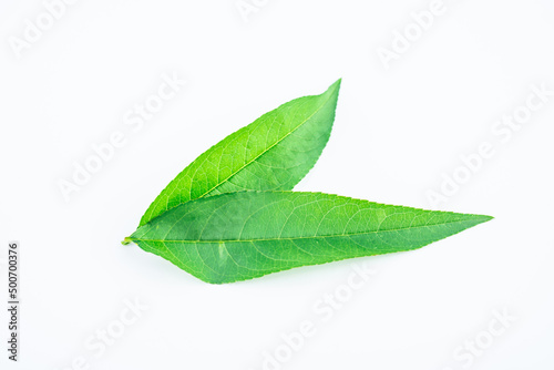 Peach leaves on white background