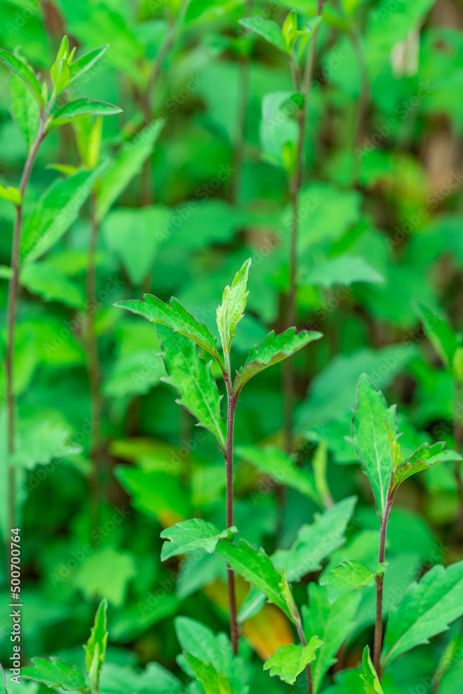 Spring wild vegetable Malan head Spring wild vegetable Malan head