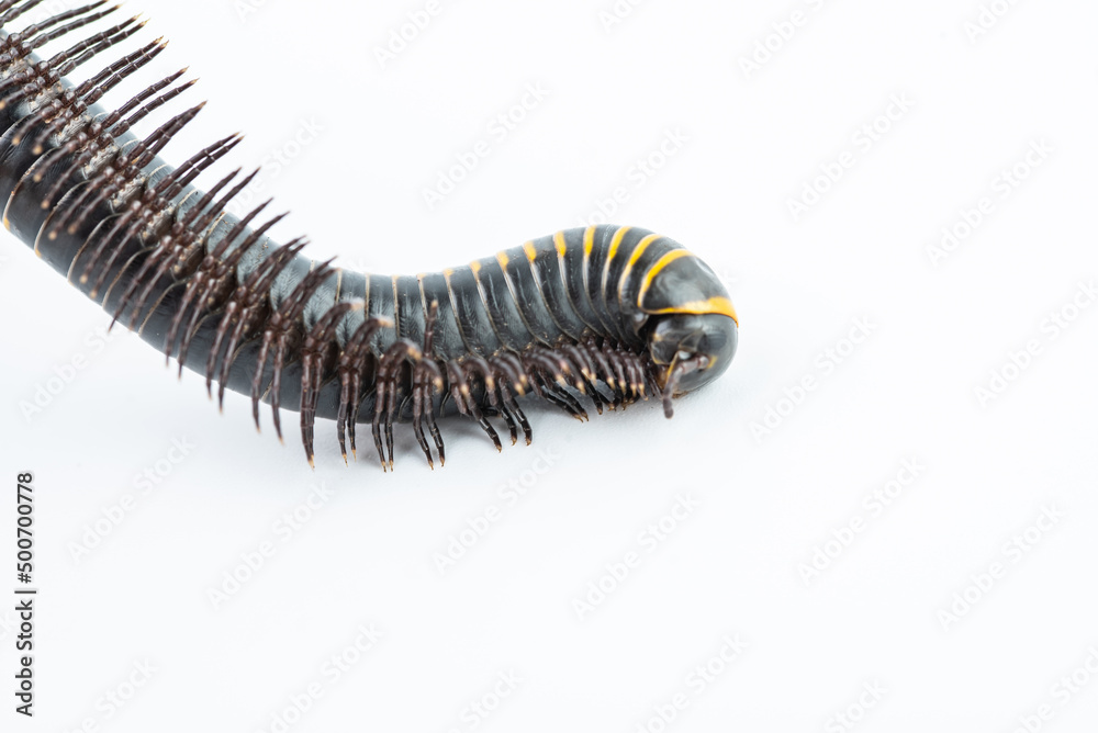 Close-up of millipede feet Close-up of millipede feet