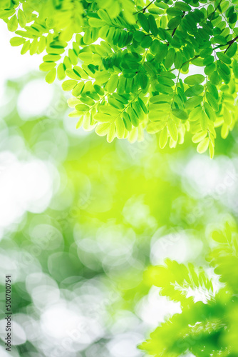 spring fantasy green leaves background material