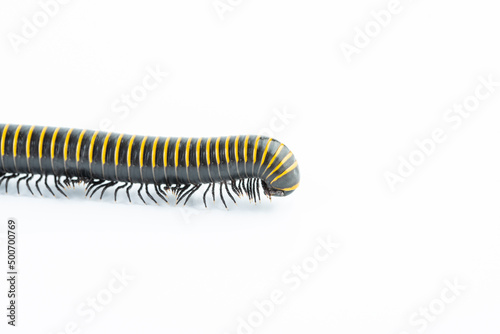 Close-up of insect millipede head