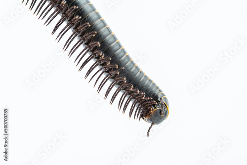 Close-up of millipede feet photo
