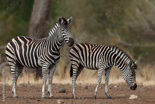 Zebra searching for food in Kruger National Park in South Africa