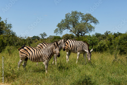 Zebra searching for food in Kruger National Park in South Africa