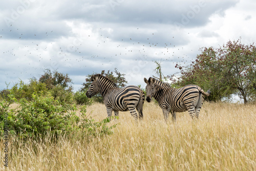 Zebra searching for food in Kruger National Park in South Africa