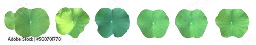 Isolated waterlily or lotus leaf with clipping paths. photo