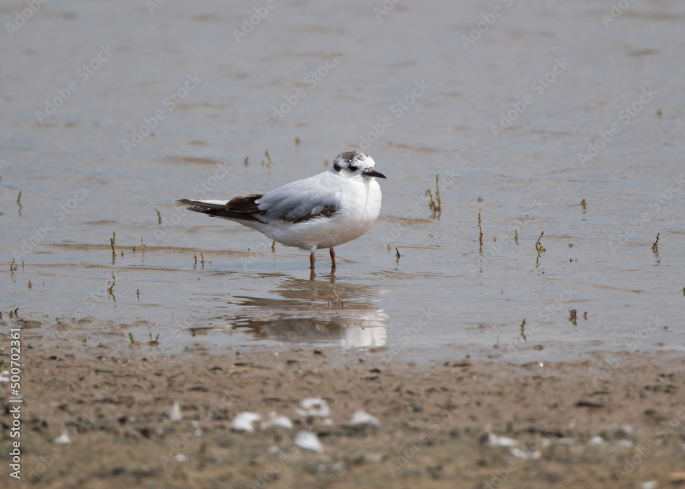 A Little Gull (Hydrocoloeus minutus or Larus minutus) Feeding on a Shallow Mud Flat. A Little Gull (Hydrocoloeus minutus or Larus minutus) Feeding on a Shallow Mud Flat.