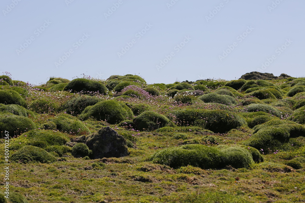 Fototapeta premium The tussocks of vegetation and clear blue sky over Skomer Island, Wales.