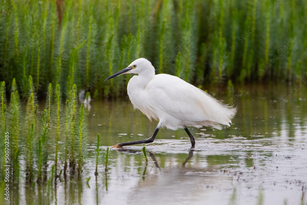 Little Egret (Egretta garzetta) Little Egret (Egretta garzetta)