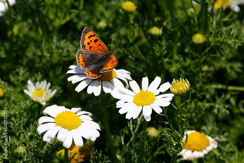 A close-up of a Small Copper butterfly nectaring on mayweed on Skomer Island, Wales. photo