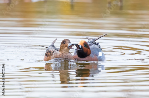 Male and Female Eurasian wigeon (Mareca penelope) Showing Courtship Behaviour as if Singing a Duet