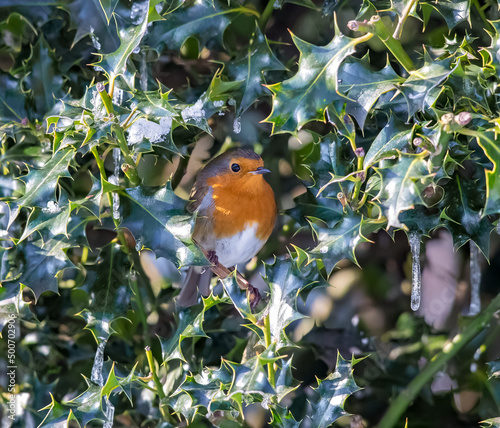 Eurasian Robin (Erithacus rubecula) in a Holly Bush in the Snow at Christmas