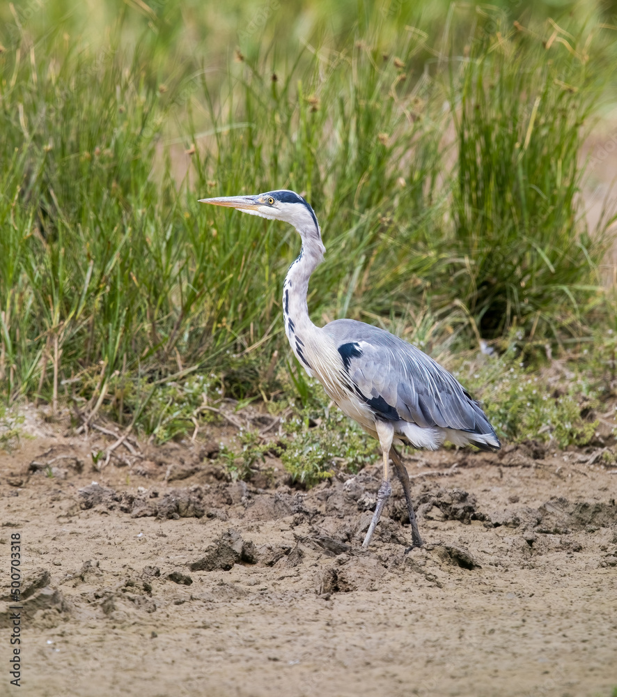 Fototapeta premium Grey Heron (Ardea cinerea) Striding Around on Mud at the Edge of a Lake