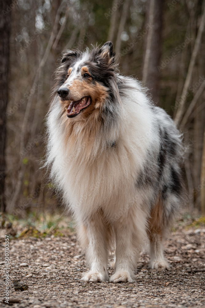 Blue Merle Collie Blue Merle Collie