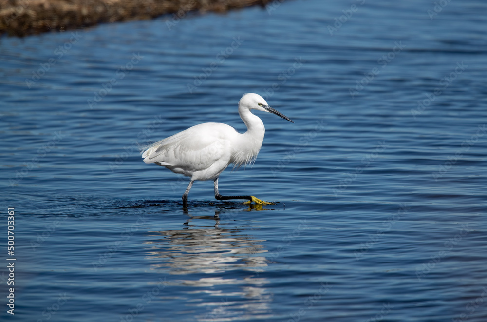 Little Egret (Egretta garzetta) Striding Around a River bank Hunting for Fish Little Egret (Egretta garzetta) Striding Around a River bank Hunting for Fish