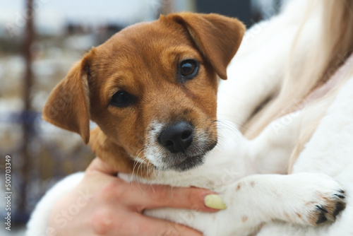 Jack Russell Terrier. Cute three-month puppy in arms. Outdoors. Selective focus © GMisman