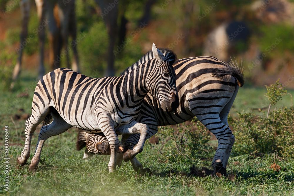 Zebra fighting in Kruger National Park in South Africa Zebra fighting in Kruger National Park in South Africa