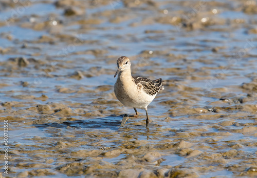 Tableau sur toile Ruff (philomachus pugnax) Wading at Low Tide