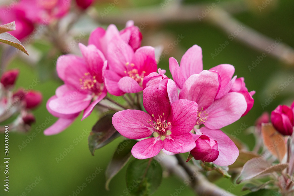 Die Büten eines rotfleischigen Apfels