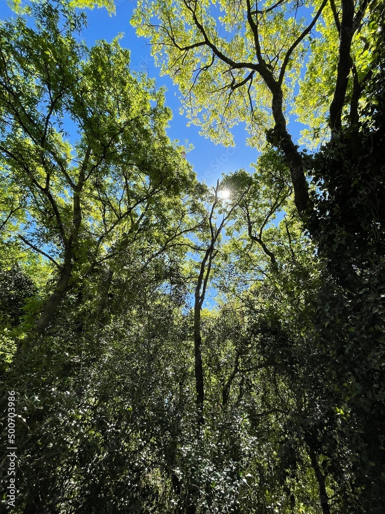 Fototapeta premium trees in the forest