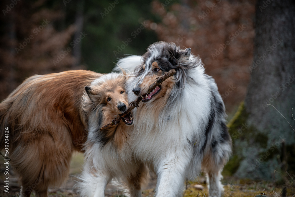 Fototapeta premium Spielende Collie