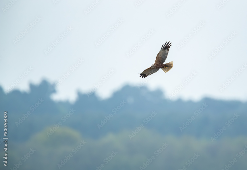 Male Marsh Harrier (circus aeruginosus) Searching for Prey Male Marsh Harrier (circus aeruginosus) Searching for Prey