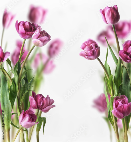 Fototapeta Naklejka Na Ścianę i Meble -  Tulips frame with purple petals at white background. Seasonal springtime flower with lilac blooms.  Front view with copy space.
