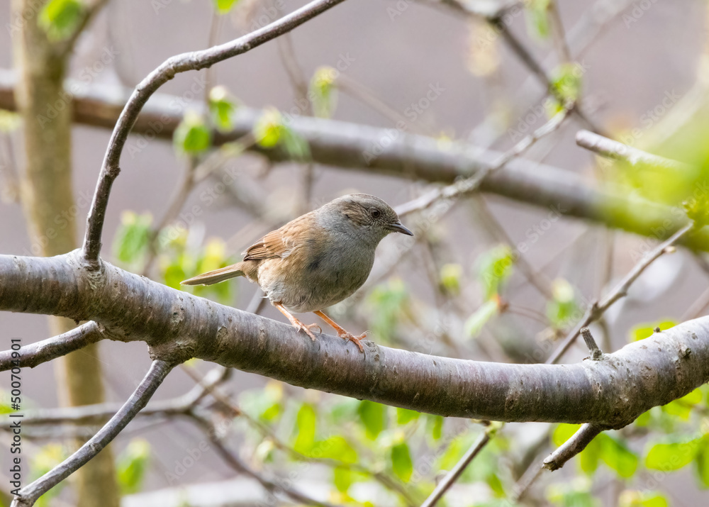 Fototapeta premium Dunnock (Prunella modularis) in a Tree