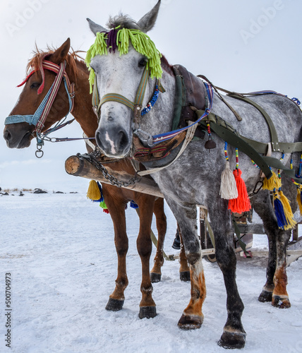Barouche with two fancy horses on frozen Çıldır Lake in Ardahan Turkey