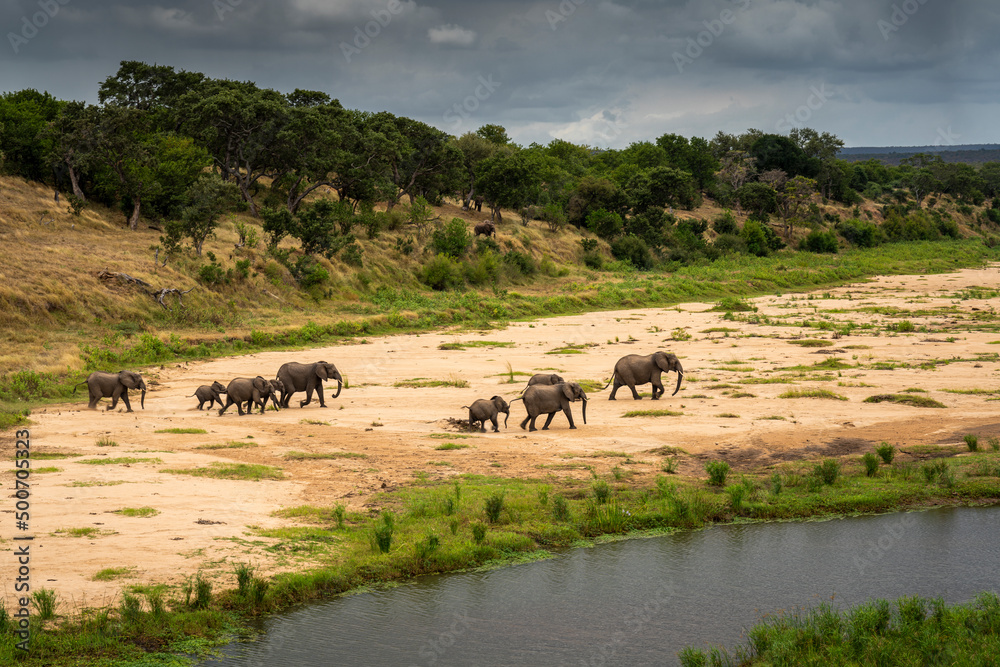 Elephant herd seen from the Letaba Bridge in the Kruger National Park, South Africa Elephant herd seen from the Letaba Bridge in the Kruger National Park, South Africa
