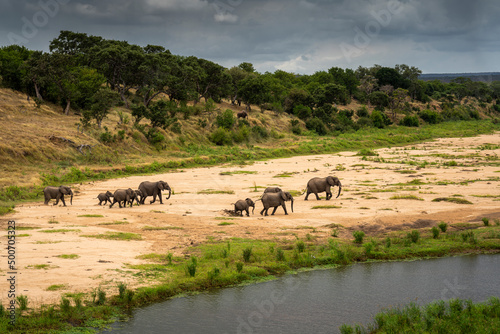 Elephant herd seen from the Letaba Bridge in the Kruger National Park, South Africa 