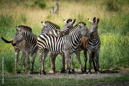 Zebra in the Kruger National Park  South Africa 