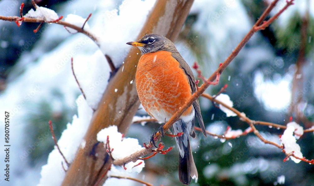 Robin bird on winter snow tree outdoors. Robin bird on winter snow tree outdoors.