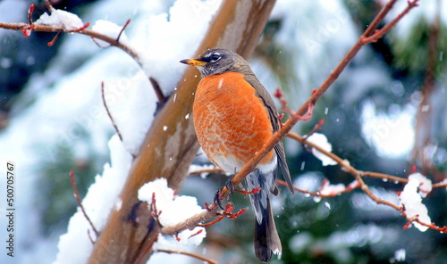Robin bird on winter snow tree outdoors.