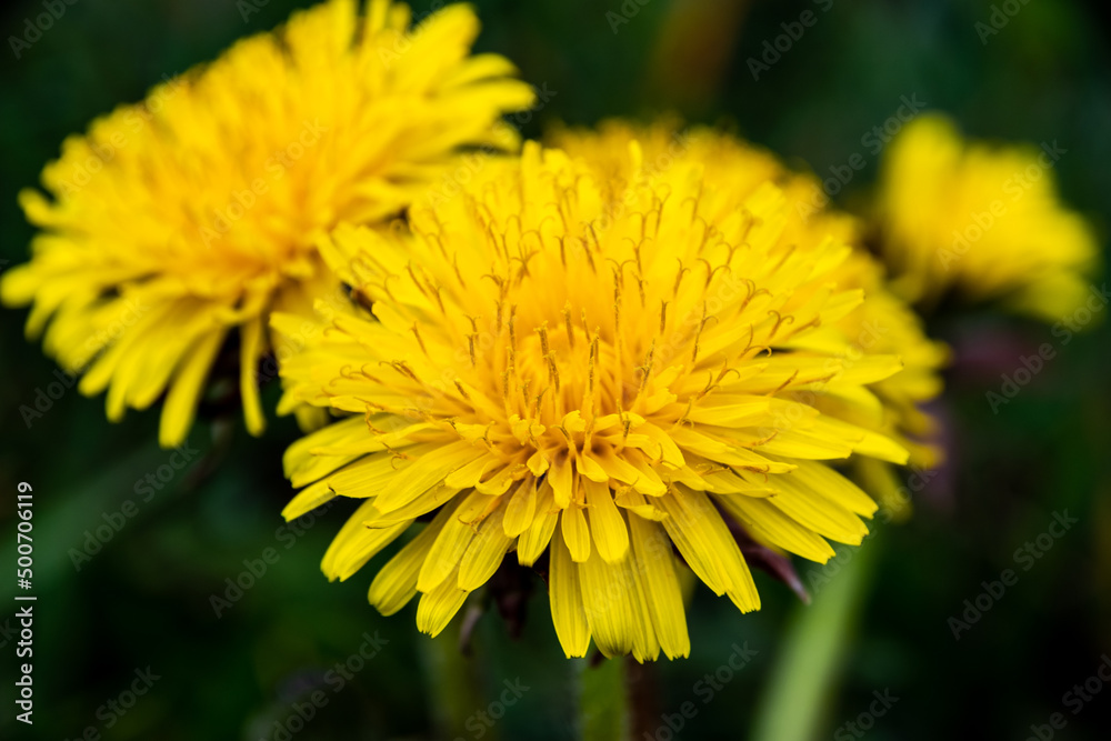 Blooming dandelion in the forest