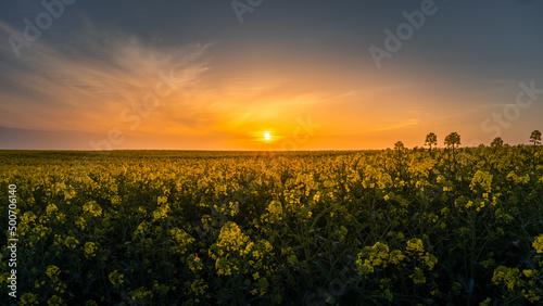 Rapeseed field in spring during sunset